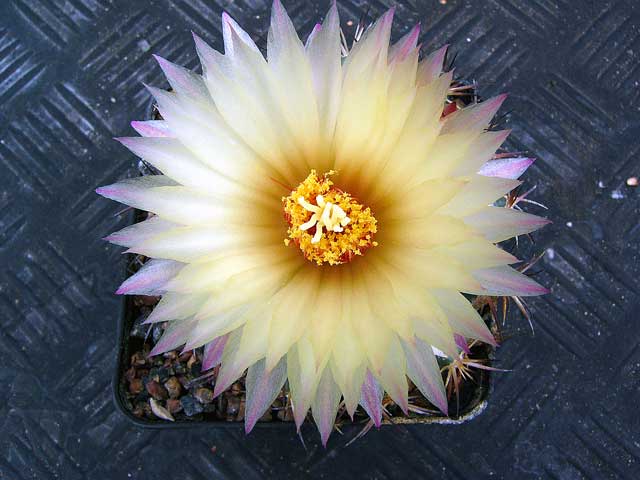 Coryphantha retusa 2