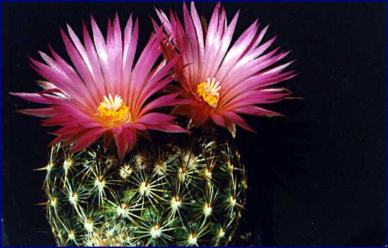 Coryphantha vivipara var. kaibabensis