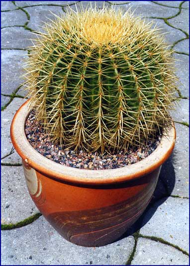 Echinocactus grusonii