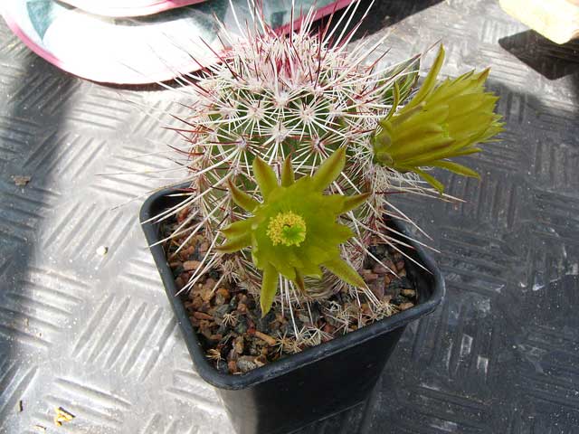 Echinocereus chloranthus