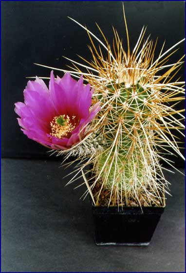 Echinocereus engelmannii