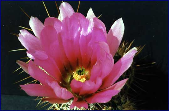 Echinocereus fendleri