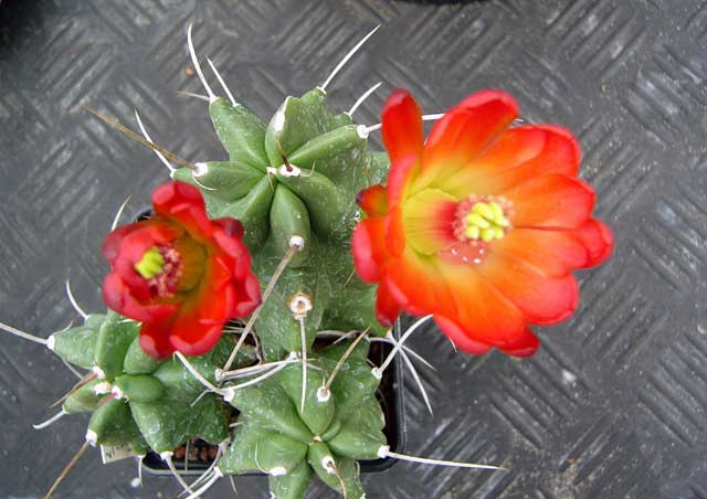 Echinocereus triglochidiatum