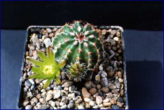 Echinocereus viridiflorus