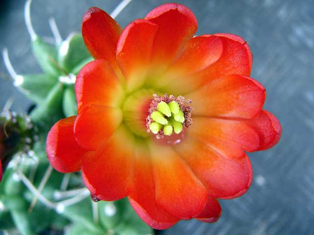 Echinocereus triglochidiatum blomst
