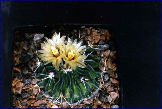 Echinofossulocactus kellerianum