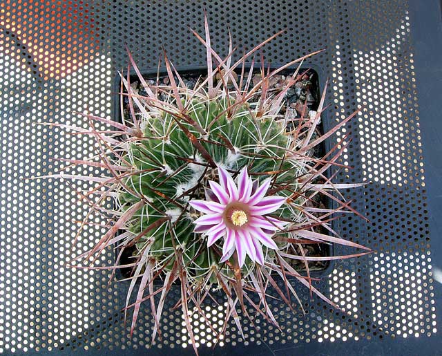 Echinofossulocactus lamellosum 2