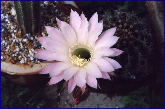 Echinopsis multiplex