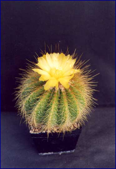 Eriocactus warasii