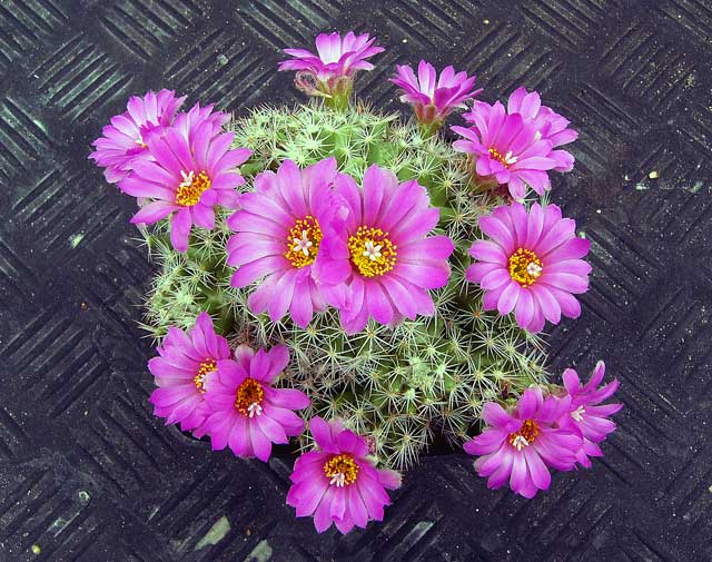 Escobaria hesteri 2