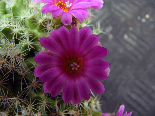 Escobaria hesteri 3