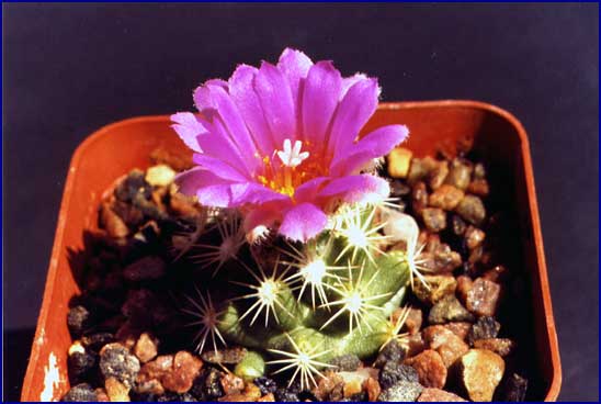 Escobaria hesterii