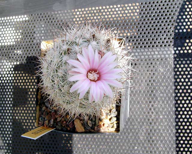 Escobaria tuberculata 