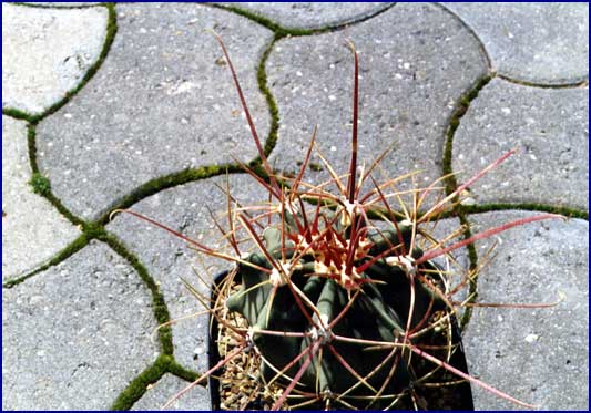 Ferocactus rectispinus