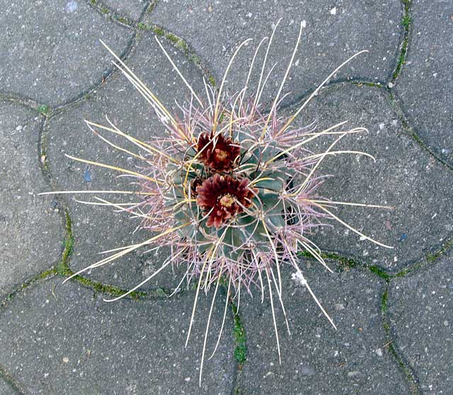 Glandulicactus uncinatus 2