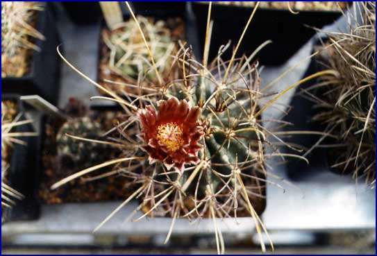 Glandulicactus uncinatus