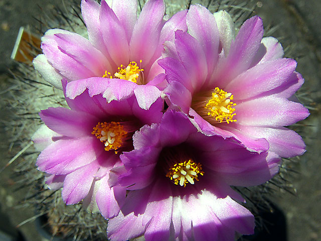 Gymnocactus beguinii - Blomster