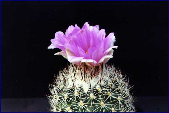 Gymnocactus beguinii