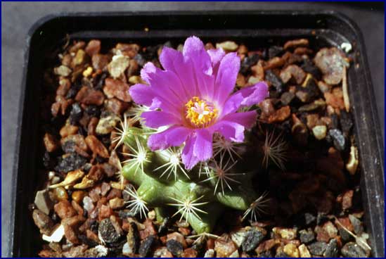 Gymnocactus viereckii