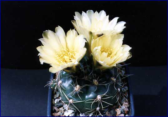 Gymnocalycium andreae