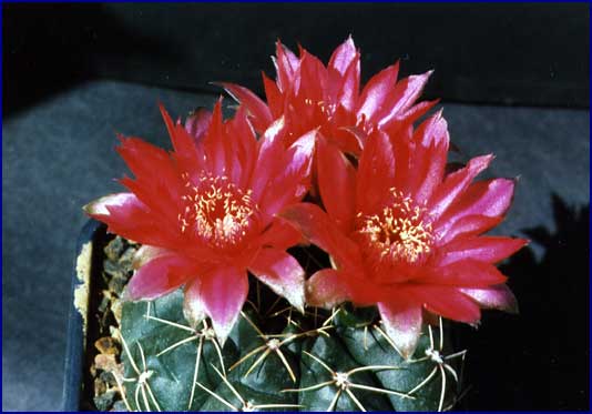 Gymnocalycium baldianum
