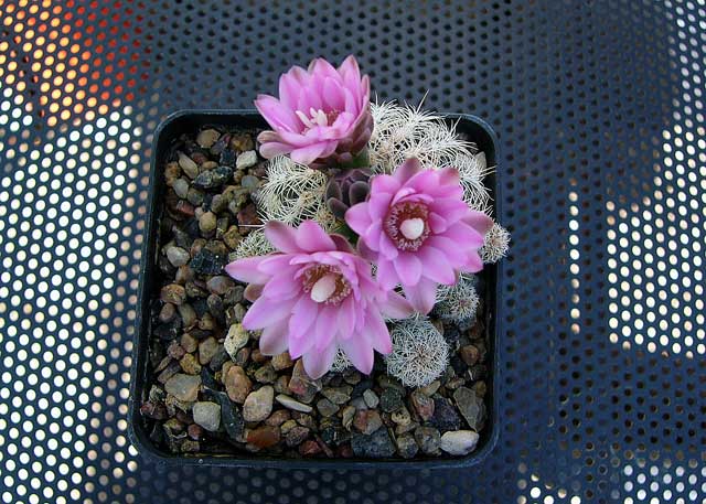 Gymnocalycium bruchii 2