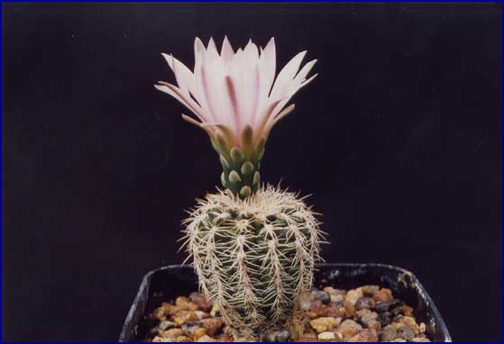 Gymnocalycium bruchii