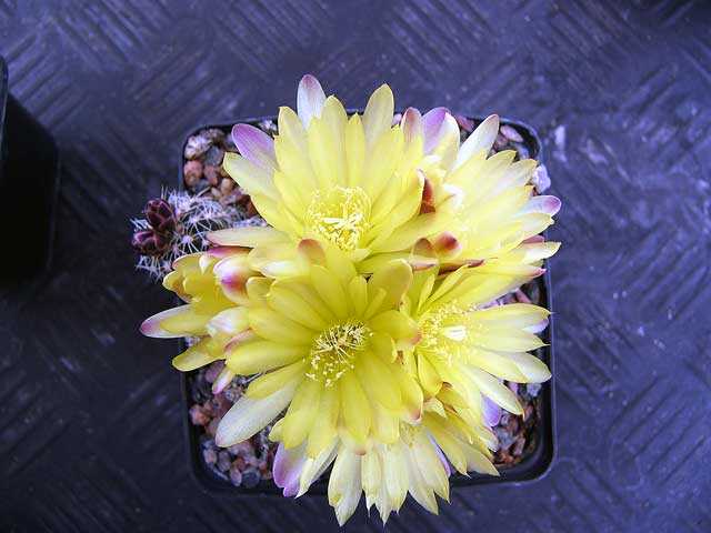 Gymnocalycium doppianum 2
