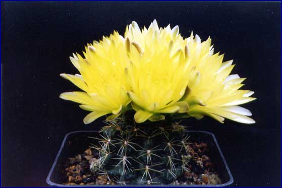 Gymnocalycium doppianum