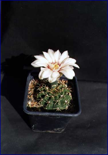 Gymnocalycium quehlianum