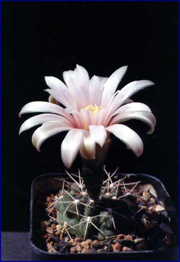Gymnocalycium sutterianum