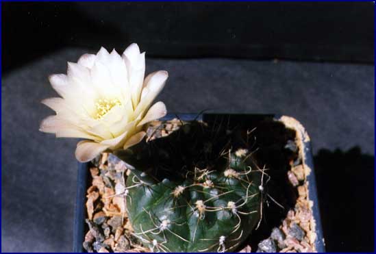 Gymnocalycium taningaense