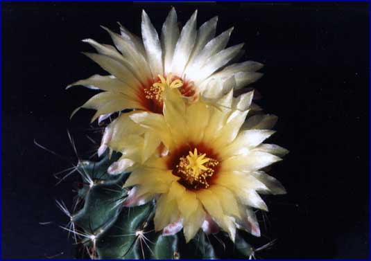 Hamatocactus setispinus