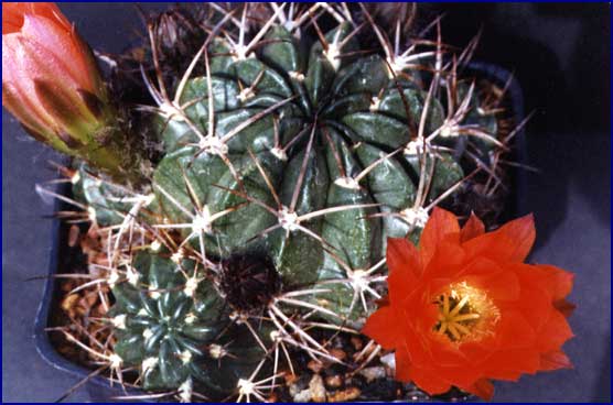 Lobivia backebergii