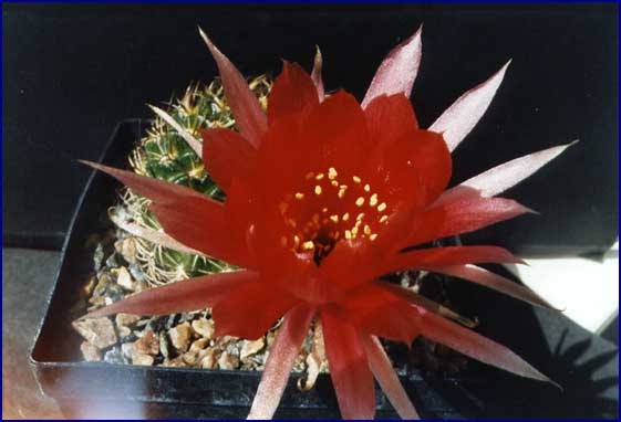 Lobivia tiegeliana var. ruberrima blomst