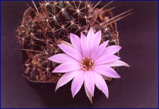 Lobivia wrightiana
