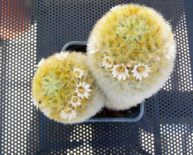 Mammillaria carmenea 2