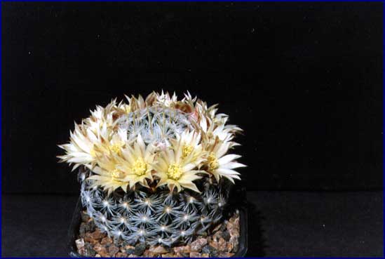 Mammillaria duwei