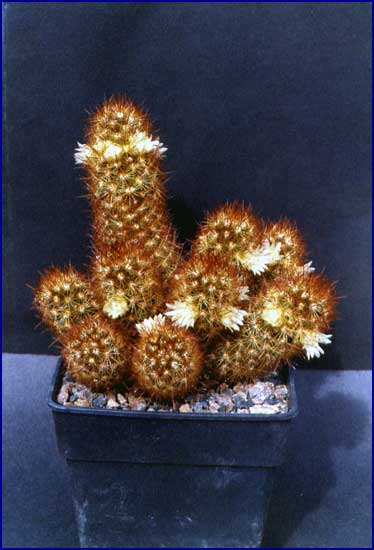 Mammillaria elongata