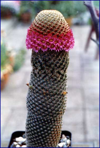 Mammillaria matudae