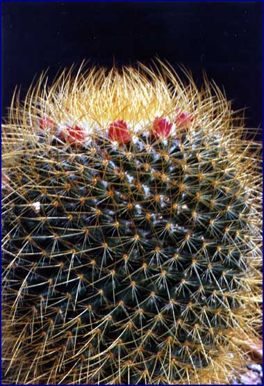 Mammillaria obconella
