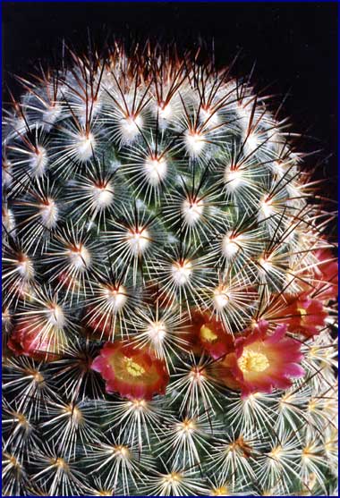 Mammillaria pottsii