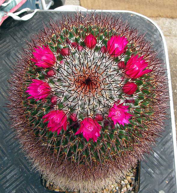 Mammillaria rhodantha