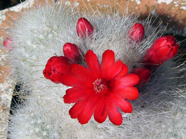 Mammillaria senilis