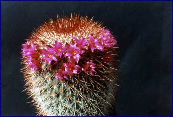 Mammillaria spinosissima