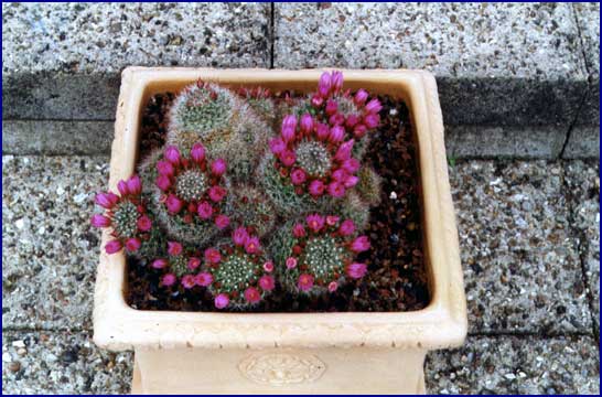 Mammillaria zeilmanniana