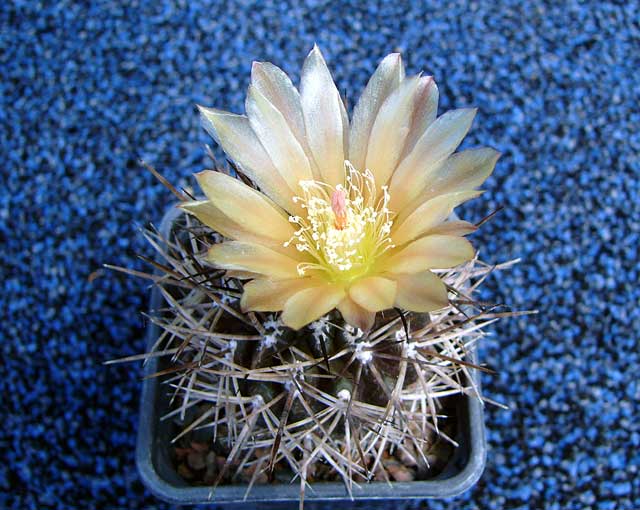 Neochilenia jussieui