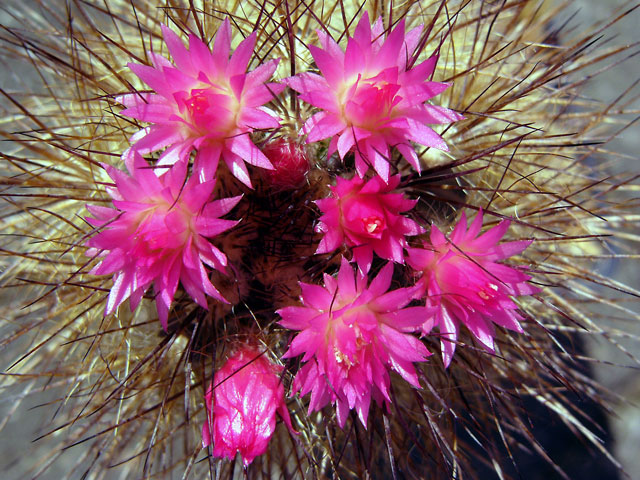 Neoporteria villosa