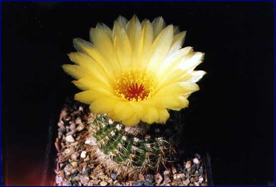 Notocactus concinnus