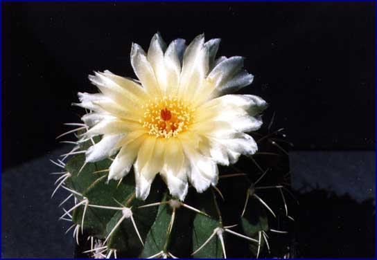 Notocactus erinaceus